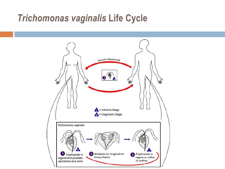 Toxoplasma+trichomonas