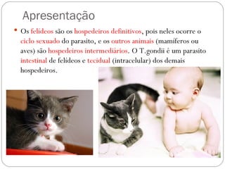 Apresentação Os  felídeos  são os  hospedeiros   definitivos , pois neles ocorre o  ciclo   sexuado  do parasito, e os  outros animais  (mamíferos ou aves) são  hospedeiros intermediários . O T.gondii é um parasito  intestinal  de felídeos e  tecidual  (intracelular) dos demais hospedeiros. 