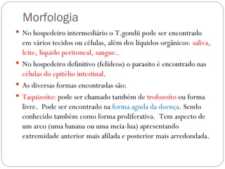 Morfologia No hospedeiro intermediário o T.gondii pode ser encontrado em vários tecidos ou células, além dos líquidos orgânicos:  saliva, leite, líquido peritoneal, sangue.. No hospedeiro definitivo (felídeos) o parasito é encontrado nas  células do epitélio intestinal . As diversas formas encontradas são: Taquizoíto:  pode ser chamado também de  trofozoíto  ou forma livre.  Pode ser encontrado na  forma aguda da doença . Sendo conhecido também como forma proliferativa.  Tem aspecto de um arco (uma banana ou uma meia-lua) apresentando extremidade anterior mais afilada e posterior mais arredondada. 