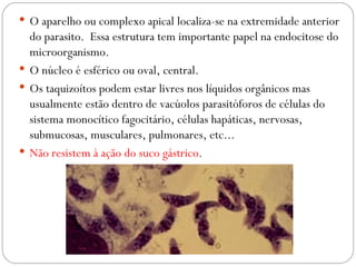 O aparelho ou complexo apical localiza-se na extremidade anterior do parasito.  Essa estrutura tem importante papel na endocitose do microorganismo. O núcleo é esférico ou oval, central.  Os taquizoítos podem estar livres nos líquidos orgânicos mas usualmente estão dentro de vacúolos parasitóforos de células do sistema monocítico fagocitário, células hapáticas, nervosas, submucosas, musculares, pulmonares, etc... Não resistem à ação do suco gástrico . 