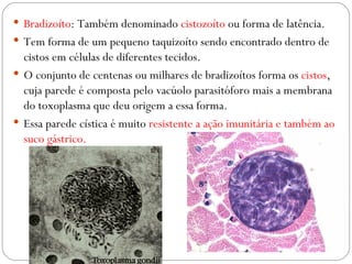 Bradizoíto : Também denominado  cistozoíto  ou forma de latência. Tem forma de um pequeno taquizoíto sendo encontrado dentro de cistos em células de diferentes tecidos. O conjunto de centenas ou milhares de bradizoítos forma os  cistos , cuja parede é composta pelo vacúolo parasitóforo mais a membrana do toxoplasma que deu origem a essa forma. Essa parede cística é muito  resistente a ação imunitária e também ao suco gástrico. 
