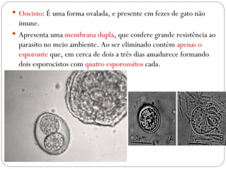 Oocisto : É uma forma ovalada, e presente em fezes de gato não imune.  Apresenta uma  membrana dupla , que confere grande resistência ao parasito no meio ambiente. Ao ser eliminado contém  apenas o esporonte  que, em cerca de dois a três dias amadurece formando dois esporocistos com  quatro esporozoítos  cada. 
