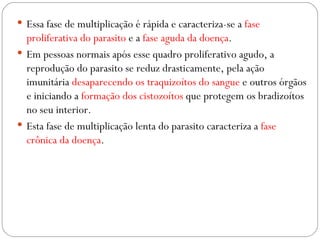 Essa fase de multiplicação é rápida e caracteriza-se a  fase proliferativa do parasito  e a  fase aguda da doença .  Em pessoas normais após esse quadro proliferativo agudo, a reprodução do parasito se reduz drasticamente, pela ação imunitária  desaparecendo os traquizoítos do sangue  e outros órgãos e iniciando a  formação dos cistozoítos  que protegem os bradizoítos no seu interior. Esta fase de multiplicação lenta do parasito caracteriza a  fase crônica da doença . 