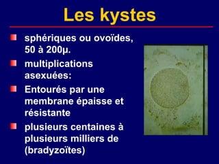 Les kystes
sphériques ou ovoïdes,
50 à 200µ.
multiplications
asexuées:
Entourés par une
membrane épaisse et
résistante
plusieurs centaines à
plusieurs milliers de
(bradyzoïtes)
 