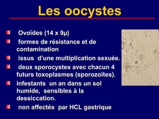 Les oocystes
 Ovoïdes (14 x 9µ)
 formes de résistance et de
contamination
 issus d’une multiplication sexuée.
 deux sporocystes avec chacun 4
futurs toxoplasmes (sporozoïtes).
infestants un an dans un sol
humide, sensibles à la
dessiccation.
 non affectés par HCL gastrique
 