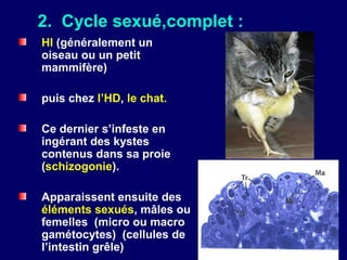 2. Cycle sexué,complet :
HI (généralement un
oiseau ou un petit
mammifère)

puis chez l’HD, le chat.

Ce dernier s’infeste en
ingérant des kystes
contenus dans sa proie
(schizogonie).

Apparaissent ensuite des
éléments sexués, mâles ou
femelles (micro ou macro
gamétocytes) (cellules de
l’intestin grêle)
 