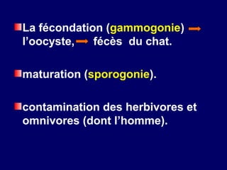 La fécondation (gammogonie)
l’oocyste,   fécès du chat.

maturation (sporogonie).

contamination des herbivores et
omnivores (dont l’homme).
 