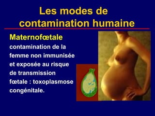 Les modes de
   contamination humaine
Maternofœtale
contamination de la
femme non immunisée
et exposée au risque
de transmission
fœtale : toxoplasmose
congénitale.
 