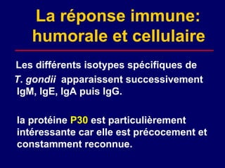 La réponse immune:
   humorale et cellulaire
Les différents isotypes spécifiques de
T. gondii apparaissent successivement
IgM, IgE, IgA puis IgG.

la protéine P30 est particulièrement
intéressante car elle est précocement et
constamment reconnue.
 