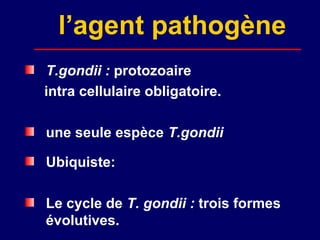 l’agent pathogène
T.gondii : protozoaire
intra cellulaire obligatoire.

une seule espèce T.gondii

Ubiquiste:

Le cycle de T. gondii : trois formes
évolutives.
 