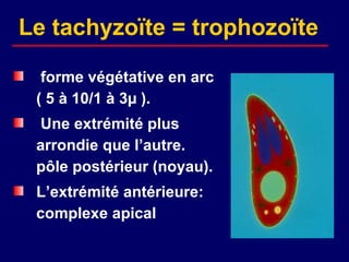 Le tachyzoïte = trophozoïte

  forme végétative en arc
 ( 5 à 10/1 à 3µ ).
 Une extrémité plus
 arrondie que l’autre.
 pôle postérieur (noyau).
 L’extrémité antérieure:
 complexe apical
 