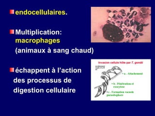 endocellulaires.

Multiplication:
macrophages
(animaux à sang chaud)

échappent à l’action
des processus de
digestion cellulaire
 