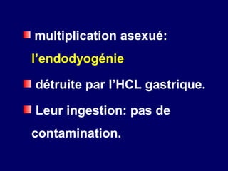 multiplication asexué:
l’endodyogénie

détruite par l’HCL gastrique.

Leur ingestion: pas de
contamination.
 