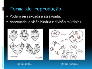Forma de reprodução
 Podem ser sexuada e assexuada.
 Assexuada: divisão binária e divisão múltiplas
Divisão binária Divisão múltiplas
 