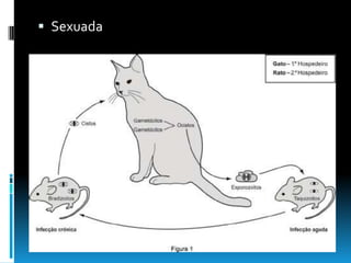  Sexuada
 