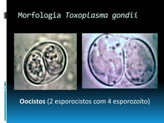 Morfologia Toxoplasma gondii
Oocistos (2 esporocistos com 4 esporozoíto)
 