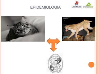 EPIDEMIOLOGIA

 