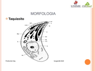 MORFOLOGIA


Taquizoíto

Fonte de imagem:http://medissante.blogpot.com.br/2012/11/toxiplasma-gondii.html

 