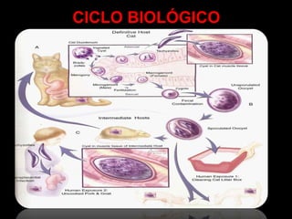 CICLO BIOLÓGICO
 