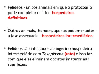 • Felídeos - únicos animais em que o protozoário
pode completar o ciclo - hospedeiros
definitivos
• Outros animais, homem, apenas podem manter
a fase assexuada - hospedeiros intermediários.
• Felídeos são infectados ao ingerir o hospedeiro
intermediário com Toxoplasma (rato) e isso faz
com que eles eliminem oocistos imaturos nas
suas fezes.
 