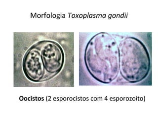 Morfologia Toxoplasma gondii
Oocistos (2 esporocistos com 4 esporozoíto)
 