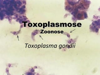 Toxoplasma gondii
ToxoplasmoseToxoplasmose
ZoonoseZoonose
 