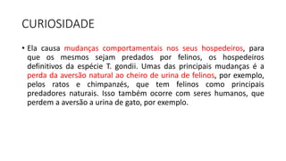 CURIOSIDADE
• Ela causa mudanças comportamentais nos seus hospedeiros, para
que os mesmos sejam predados por felinos, os hospedeiros
definitivos da espécie T. gondii. Umas das principais mudanças é a
perda da aversão natural ao cheiro de urina de felinos, por exemplo,
pelos ratos e chimpanzés, que tem felinos como principais
predadores naturais. Isso também ocorre com seres humanos, que
perdem a aversão a urina de gato, por exemplo.
 