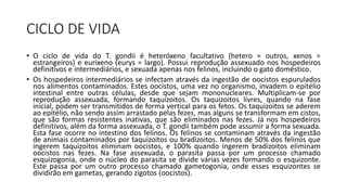 CICLO DE VIDA
• O ciclo de vida do T. gondii é heteróxeno facultativo (hetero = outros, xenos =
estrangeiros) e eurixeno (eurys = largo). Possui reprodução assexuado nos hospedeiros
definitivos e intermediários, e sexuada apenas nos felinos, incluindo o gato doméstico.
• Os hospedeiros intermediários se infectam através da ingestão de oocistos espurulados
nos alimentos contaminados. Estes oocistos, uma vez no organismo, invadem o epitélio
intestinal entre outras células, desde que sejam mononucleares. Multiplicam-se por
reprodução assexuada, formando taquizoitos. Os taquizoitos livres, quando na fase
inicial, podem ser transmitidos de forma vertical para os fetos. Os taquizoitos se aderem
ao epitélio, não sendo assim arrastado pelas fezes, mas alguns se transformam em cistos,
que são formas resistentes inativas, que são eliminados nas fezes. Já nos hospedeiros
definitivos, além da forma assexuada, o T. gondii também pode assumir a forma sexuada.
Esta fase ocorre no intestino dos felinos. Os felinos se contaminam através da ingestão
de animais contaminados por taquizoitos ou bradizoitos. Menos de 50% dos felinos que
ingerem taquizoitos eliminam oocistos, e 100% quando ingerem bradizoitos eliminam
oocistos nas fezes. Na fase assexuada, o parasita passa por um processo chamado
esquizogonia, onde o núcleo do parasita se divide várias vezes formando o esquizonte.
Este passa por um outro processo chamado gametogonia, onde esses esquizontes se
dividirão em gametas, gerando zigotos (oocistos).
 