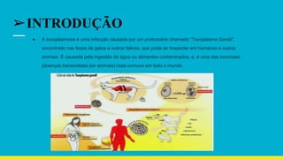 ➢INTRODUÇÃO
● A toxoplasmose é uma infecção causada por um protozoário chamado “Toxoplasma Gondii”,
encontrado nas fezes de gatos e outros felinos, que pode se hospedar em humanos e outros
animais. É causada pela ingestão de água ou alimentos contaminados, e, é uma das zoonoses
(doenças transmitidas por animais) mais comuns em todo o mundo.
 