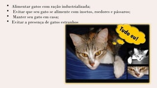 Alimentar gatos com ração industrializada;
 Evitar que seu gato se alimente com insetos, roedores e pássaros;
 Manter seu gato em casa;
 Evitar a presença de gatos estranhos
 