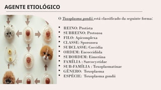 AGENTE ETIOLÓGICO
O Toxoplasma gondii está classificado da seguinte forma:
 REINO: Protista
 SUBREINO: Protozoa
 FILO: Apicomplexa
 CLASSE: Sporozoea
 SUBCLASSE: Coccidia
 ORDEM: Eucoccidiida
 SUBORDEM: Eimeriina
 FAMÍLIA : Sarcocystidae
 SUB-FAMÍLIA : Toxoplasmatinae
 GÊNERO: Toxoplasma
 ESPÉCIE: Toxoplasma gondii
 