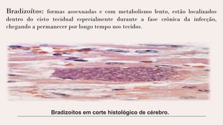 Bradizoítos: formas assexuadas e com metabolismo lento, estão localizados
dentro do cisto tecidual especialmente durante a fase crônica da infecção,
chegando a permanecer por longo tempo nos tecidos.
Bradizoítos em corte histológico de cérebro.
 