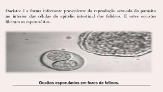 Oocisto: é a forma infectante proveniente da reprodução sexuada do parasita
no interior das células do epitélio intestinal dos felídeos. E estes oocistos
liberam os esporozóitos.
Oocitos esporulados em fezes de felínos.
 