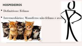 HOSPEDEIROS
 Definitivos: Felinos
 Intermediários: Mamíferos não-felinos e aves.
 