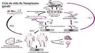 CREDITS: This presentation template was
created by Slidesgo, and includes icons,
infographics & images by Freepik
Ciclo de vida do Toxoplasma
gondii
 