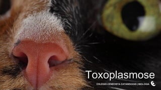 Toxoplasmose COLÉGIO CENECISTA CATANDUVAS | BIOLOGIA 