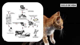 CICLO DE VIDA 
