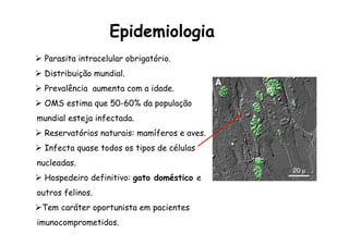 Ø Parasita intracelular obrigatório.
Ø Distribuição mundial.
Ø Prevalência aumenta com a idade.
Ø OMS estima que 50-60% da população
mundial esteja infectada.
Ø Reservatórios naturais: mamíferos e aves.
Ø Infecta quase todos os tipos de células
nucleadas.
Ø Hospedeiro definitivo: gato doméstico e
outros felinos.
Ø Tem caráter oportunista em pacientes
imunocomprometidos.
Epidemiologia
 