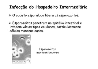 Ø  O oocisto esporulado libera os esporozoitos.
Ø  Esporozoítos penetram no epitélio intestinal e
invadem vários tipos celulares, particularmente
células mononucleares.
Infecção do Hospedeiro Intermediário
Esporozoítos
movimentando-se
 