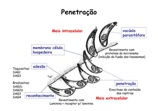 Penetração
Meio intracelular
Meio extracelular
reconhecimento
adesão
membrana célula
hospedeira
vacúolo
parasitóforo
penetração
Taquizoítos:
SAG1
SAG3
Bradizoítos:
SAG2c
SAG2d
SAG3
SAG4
Exocitose do conteúdo
das roptrias
Revestimento com
proteínas do micronema
(inibição da fusão dos lisossomas)
Revestimento com
Laminina + receptor p/ laminina
 