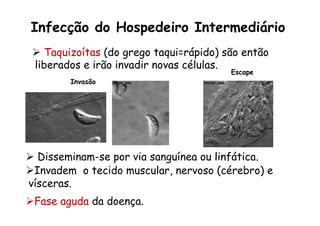 Infecção do Hospedeiro Intermediário
Ø  Taquizoítas (do grego taqui=rápido) são então
liberados e irão invadir novas células.
Ø  Disseminam-se por via sanguínea ou linfática.
Ø Invadem o tecido muscular, nervoso (cérebro) e
vísceras.
Ø Fase aguda da doença.
Invasão
Escape
 