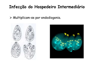 Infecção do Hospedeiro Intermediário
Ø  Multiplicam-se por endodiogenia.
 