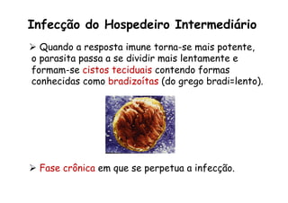 Infecção do Hospedeiro Intermediário
Ø  Quando a resposta imune torna-se mais potente,
o parasita passa a se dividir mais lentamente e
formam-se cistos teciduais contendo formas
conhecidas como bradizoítas (do grego bradi=lento).
Ø  Fase crônica em que se perpetua a infecção.
 