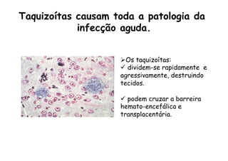 Taquizoítas causam toda a patologia da
infecção aguda.
Ø Os taquizoítas:
ü  dividem-se rapidamente e
agressivamente, destruindo
tecidos.
ü  podem cruzar a barreira
hemato-encefálica e
transplacentária.
 