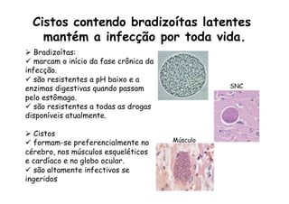 Cistos contendo bradizoítas latentes
mantém a infecção por toda vida.
Ø  Bradizoítas:
ü  marcam o início da fase crônica da
infecção.
ü  são resistentes a pH baixo e a
enzimas digestivas quando passam
pelo estômago.
ü  são resistentes a todas as drogas
disponíveis atualmente.
Ø  Cistos
ü  formam-se preferencialmente no
cérebro, nos músculos esqueléticos
e cardíaco e no globo ocular.
ü  são altamente infectivos se
ingeridos
Músculo
SNC
 