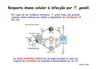 Resposta imune celular à infecção por T. gondii.
Por causa de sua virulência intrínseca, T. gondii induz uma potente
resposta imune mediada por células e dependente de interleucina 12
(IL-12).
As células dendríticas (DCs) tem um papel principal no início da
resposta de resistência do hospedeiro desencadeada por IL-12.
Aliberti, 2005
(Ciclofilina-18)
 