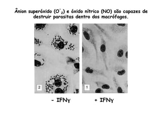 Ânion superóxido (O
-
2) e óxido nítrico (NO) são capazes de
destruir parasitas dentro dos macrófagos.
- IFNγ + IFNγ
 