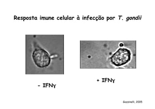 - IFNγ
+ IFNγ
Resposta imune celular à infecção por T. gondii
Gazzinelli, 2005
 