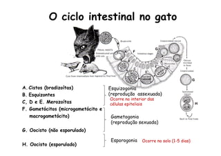 G
H
O ciclo intestinal no gato
A.  Cistos (bradizoítas)
B.  Esquizontes
C, D e E. Merozoítas
F. Gametócitos (microgametócito e
macrogametócito)
G. Oocisto (não esporulado)
H. Oocisto (esporulado)
F
G
Esquizogonia
(reprodução assexuada)
Gametogonia
(reprodução sexuada)
Esporogonia
Ocorre no interior das
células epiteliais
Ocorre no solo (1-5 dias)
 