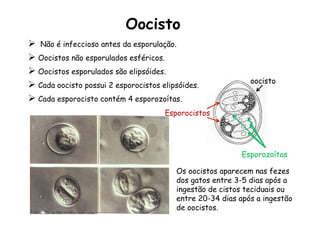 Oocisto
Ø  Não é infeccioso antes da esporulação.
Ø Oocistos não esporulados esféricos.
Ø Oocistos esporulados são elipsóides.
Ø Cada oocisto possui 2 esporocistos elipsóides.
Ø Cada esporocisto contém 4 esporozoítas.
Os oocistos aparecem nas fezes
dos gatos entre 3-5 dias após a
ingestão de cistos teciduais ou
entre 20-34 dias após a ingestão
de oocistos.
oocisto
Esporocistos
Esporozoítas
 